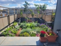 Budapest XIII. kerület Lakás (téglaépítésű)