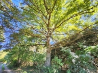 Babosdöbréte Családi ház