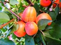 Kecskemét Mezőgazdasági terület