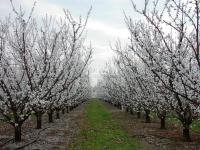 Kecskemét Mezőgazdasági terület