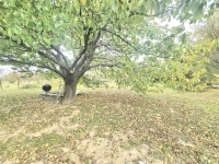 Nagypáli Családi ház